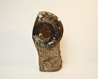 13" Ammonite Fossi