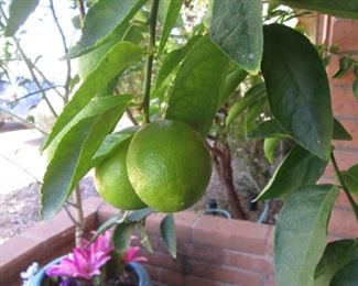 Fruit in the Spring!