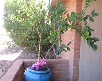 Large Plant Out Front For Sale