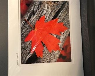 photograph art signed leaf