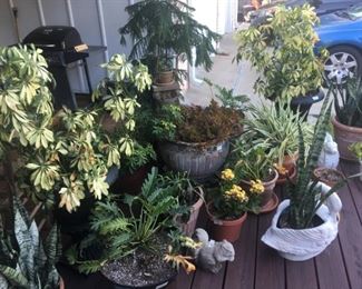 Beautiful pots with plants!