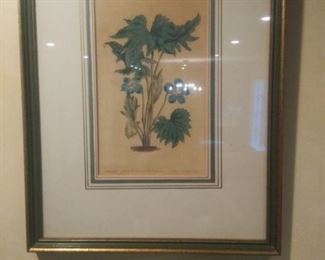 Botanical prints