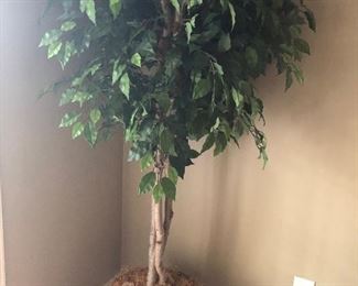 Another nice tree.