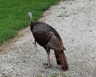 RESPECT the Turkey, please.