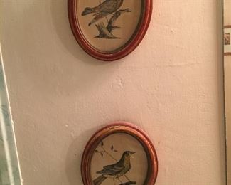 Framed Bird Prints