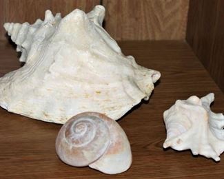 Decorative sea shells!