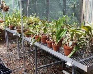 Part of orchid collection - 97 plants in all