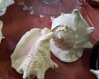 Lots of Shells