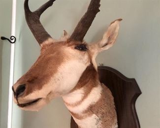 Antelope Mount