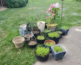 Pots  Plants