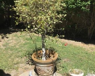 Outdoor pot with tree