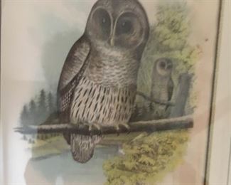 Audubon style print--owl