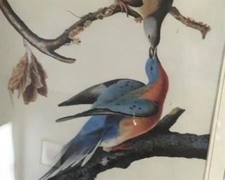 Audubon print--passenger pigeon
