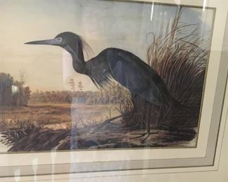 Audubon print