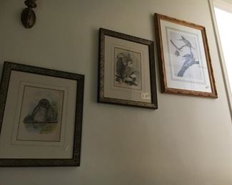 Audubon style vintage prints