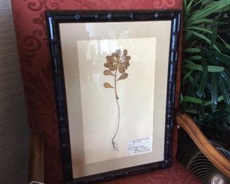 A set of Five bamboo framed plant specimens with genesis. Dated 1944.  A great group for a kitchen, garden room, anywhere.  Beautifully done & ready to hang.  $600 for set.