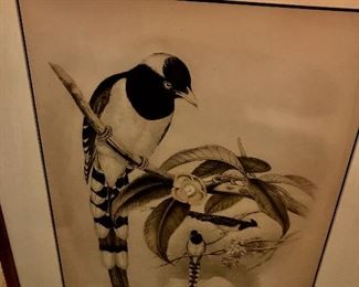 GOULD BIRD PICTURE , SEPIA TONES