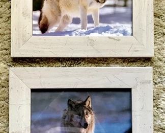 Wolf photos by nature photographer William H. Wiley