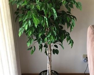 Ficus