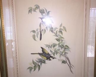 many Audubon and Gould gorgeously framed bird prints