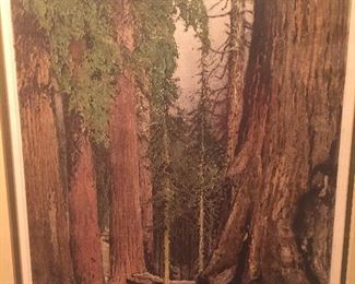 signed etching by Liugi Kasimir of "Mariposa Grove- Giant Redwoods"-  dated 1931