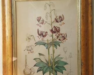 Vintage botanical