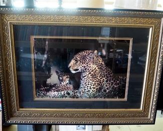 Framed, Matted, Under Glass, Photograph Of Leopard And Cub, 23.5" x 44.5"