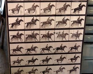 Horse Gait Poster 27.5" X 39.25"