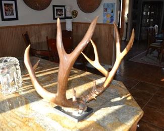 VERY LARGE MULE DEER FULL RACK.  READY TO MOUNT.
