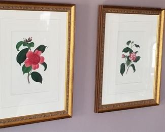 c. 1830's Botanical Prints