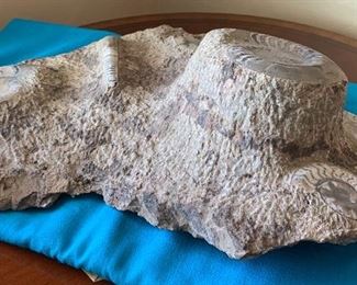 Huge Fossil Ammonite cluster	6x20x13in	HxWxD
