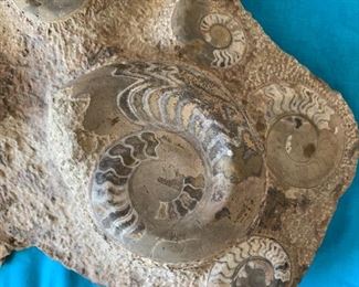 Huge Fossil Ammonite cluster	6x20x13in	HxWxD
