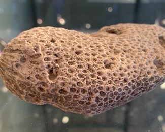 Coral Fossil	2x5x2.5	HxWxD
