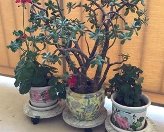 Plants & Pots https://ctbids.com/#!/description/share/227180