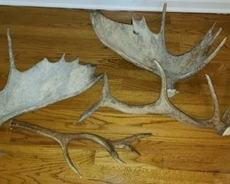 Moose Antlers
