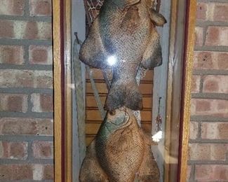 Morten Fadum, Fish Sculpture, Fish Art,  Shadow box art 