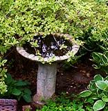 Bird Bath