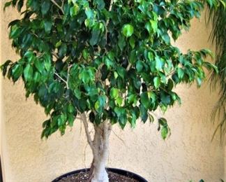Ficus Tree in pot...beautiful plant!