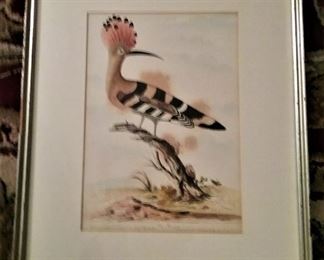 Early Colored Engraving of Hoopoe Bird 