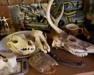 animal skulls, turtle shell