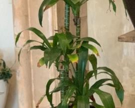 MEtal Pot w/ Plant 333	67x 20in diameter		