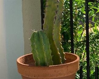 Cactus in Pot	