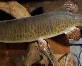 Muskie Mount