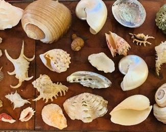 Large amount of unusual shells