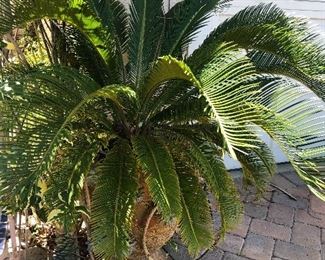 Sago Palm