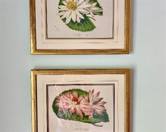 Framed botanical prints