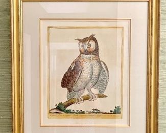 Hand colored engraving by Magdalena Bouchard from G. Bonelli's Hortus Romanus