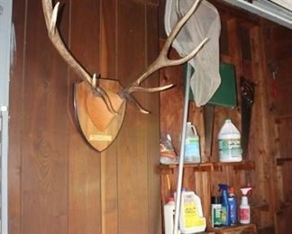 Antlers, mounted