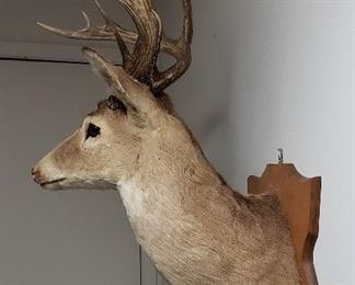 shoulder mount 15 point deer side view