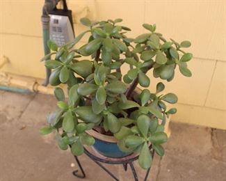 jade plant w stand